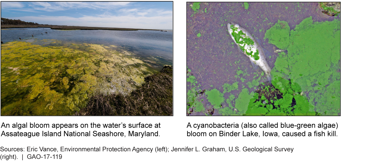 Two pictures of algal blooms, one in Maryland and one in Iowa.