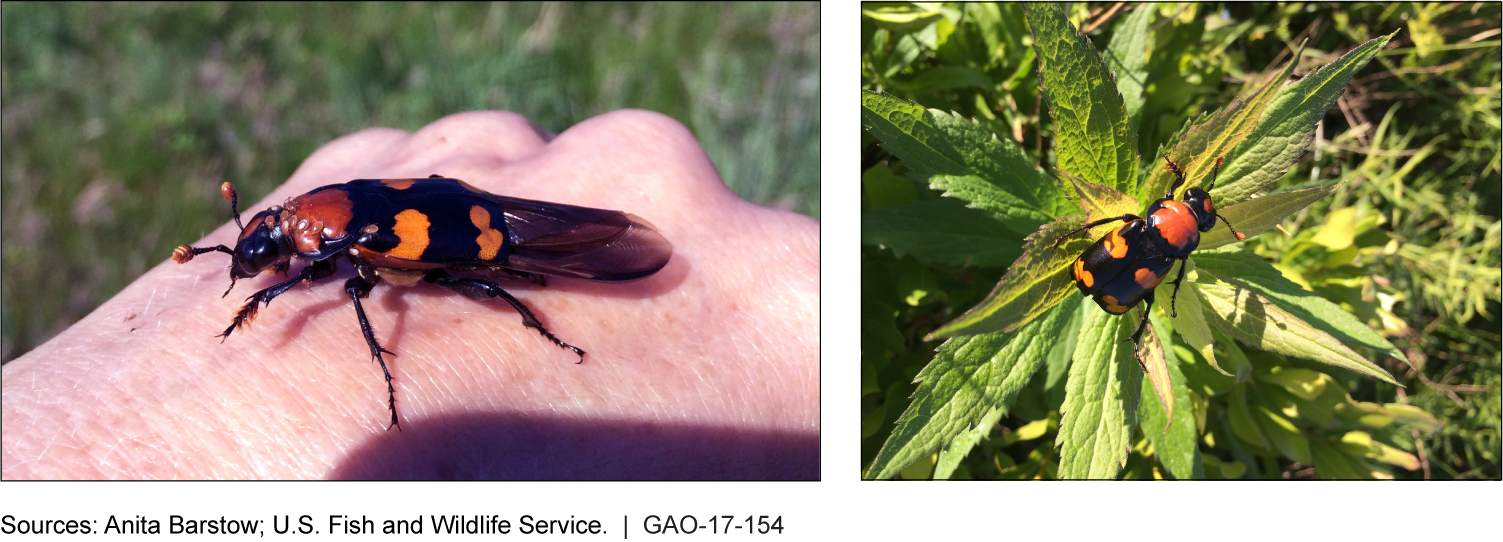 Side by side photos of the American Burying Beetle showing its wings and orange-red markings.