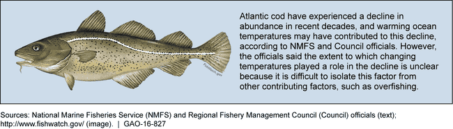 Photo of Atlantic cod and a description of potential causes of recent declines in cod abundance.