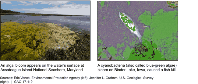 Harmful Algal Blooms Can Have Toxic Effects on the Environment and Aquatic Species