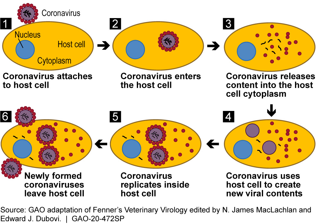 Science & Tech Spotlight: Coronaviruses