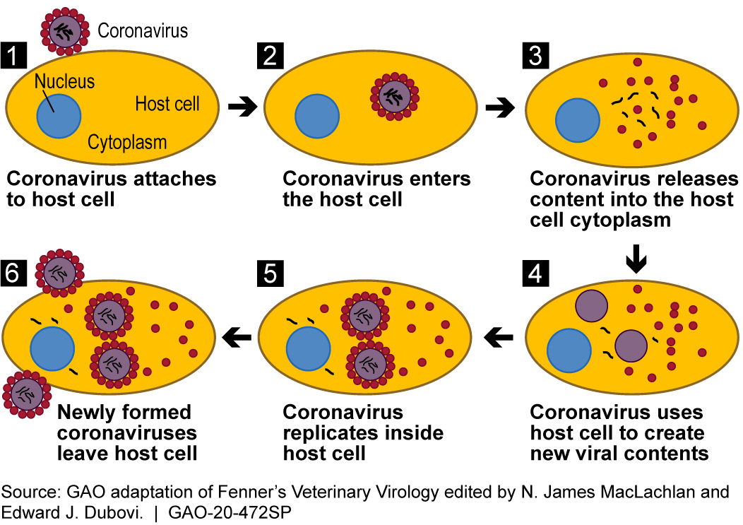 Science Tech Spotlight Coronaviruses U S GAO