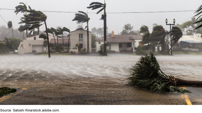 A residential street lined with palm trees battered by strong winds and rain