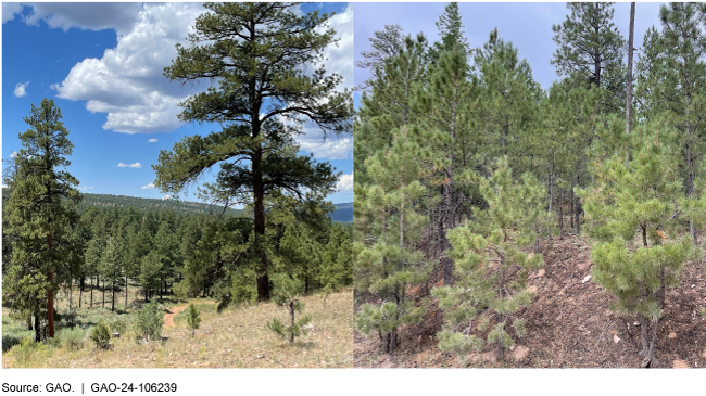Two photos showing: an area that was thinned and burned to reduce tree density (left) vs. an untreated site with more tree density and low branches—which can contribute to wildfires (right)