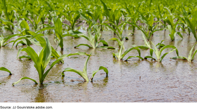 Corn crops sticking out from under water