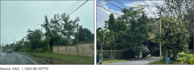 Examples of Overgrown Vegetation Near Power Lines in Puerto Rico