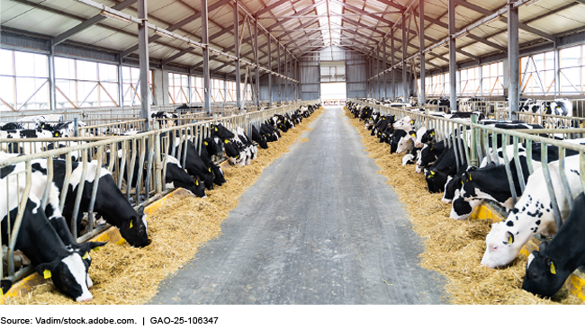 Cows eating at a livestock feeding operation