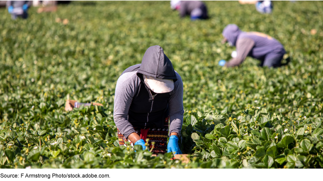 Farmers working in a field