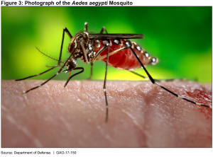 Figure 3: Photograph of the Aedes aegypti Mosquito Responsible for Spreading the Zika Virus