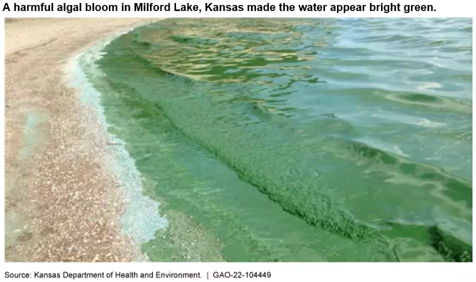 Photo showing green water on a lake shore. This is a harmful algal bloom in Kansas