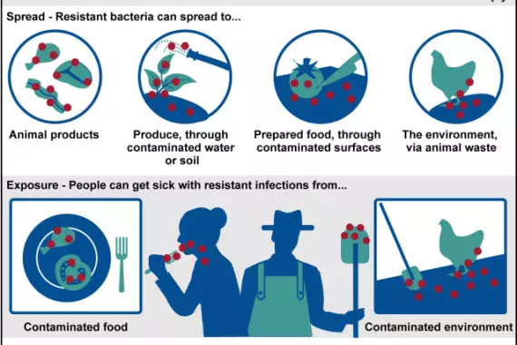 How Antibiotic-Resistant Bacteria Can Develop and Spread